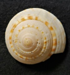 Architectonica nobilis