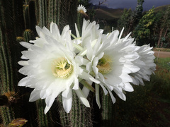 Trichocereus spachianus