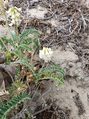 Astragalus nuttallii