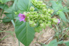 Mirabilis nyctaginea