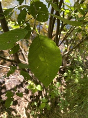 Alnus serrulata