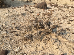 Eriogonum diatomaceum