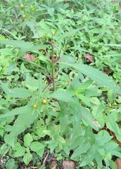 Bidens connata