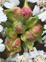 Aceria kiefferi