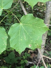 Acer nigrum