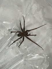 Tegenaria domestica