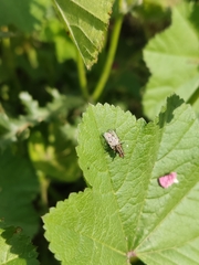 Anthomyia punctipennis