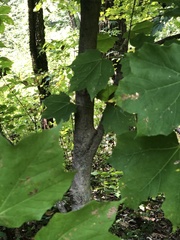 Acer nigrum