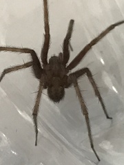 Tegenaria domestica