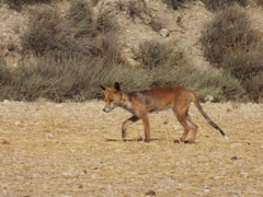 Vulpes vulpes silacea
