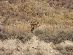 Vulpes vulpes silacea