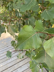 Populus deltoides