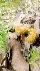 Fungi