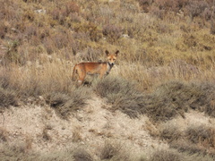 Vulpes vulpes silacea