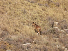 Vulpes vulpes silacea