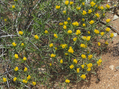 Pteronia paniculata