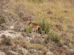 Vulpes vulpes silacea