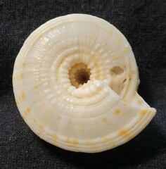Architectonica nobilis