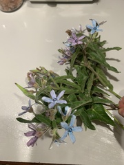 Oxypetalum coeruleum