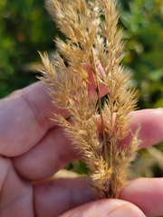 Calamagrostis epigejos