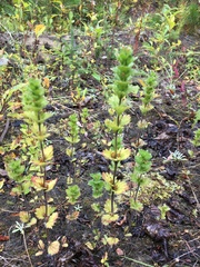 Euphrasia subarctica
