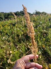 Calamagrostis epigejos