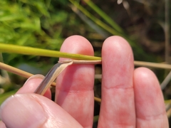 Calamagrostis epigejos