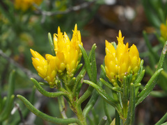 Pteronia paniculata