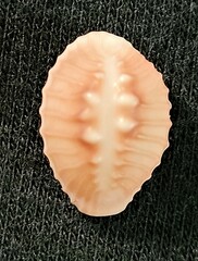 Pusula solandri