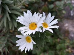 Osmitopsis asteriscoides