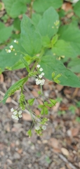 Boerhavia erecta