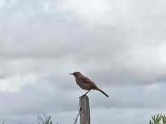 Cercotrichas coryphoeus cinerea