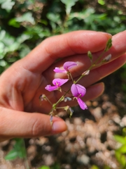 Desmodium