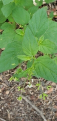Boerhavia erecta
