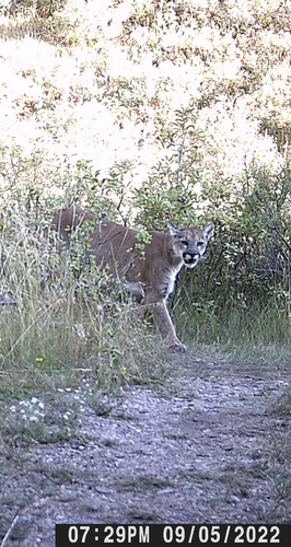 North American Mountain Lion photographed in Idaho