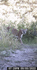 Puma concolor couguar
