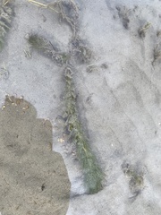 Myriophyllum sibiricum