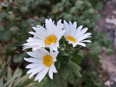 Osmitopsis asteriscoides