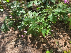 Desmodium