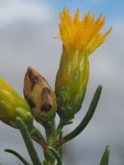 Pteronia pallens