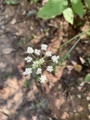 Torilis arvensis