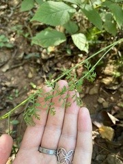 Torilis arvensis