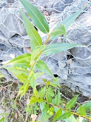 Salix lucida