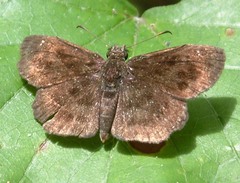 Staphylus hayhurstii