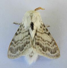 Apotolype brevicrista