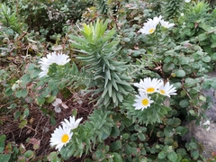 Osmitopsis asteriscoides