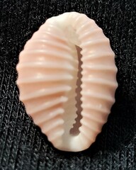 Pusula solandri