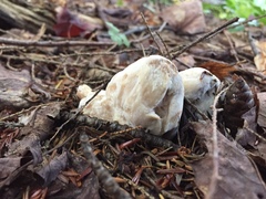 Entoloma abortivum