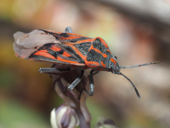 Spilostethus crudelis