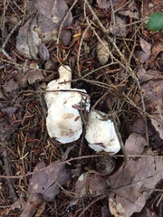 Entoloma abortivum